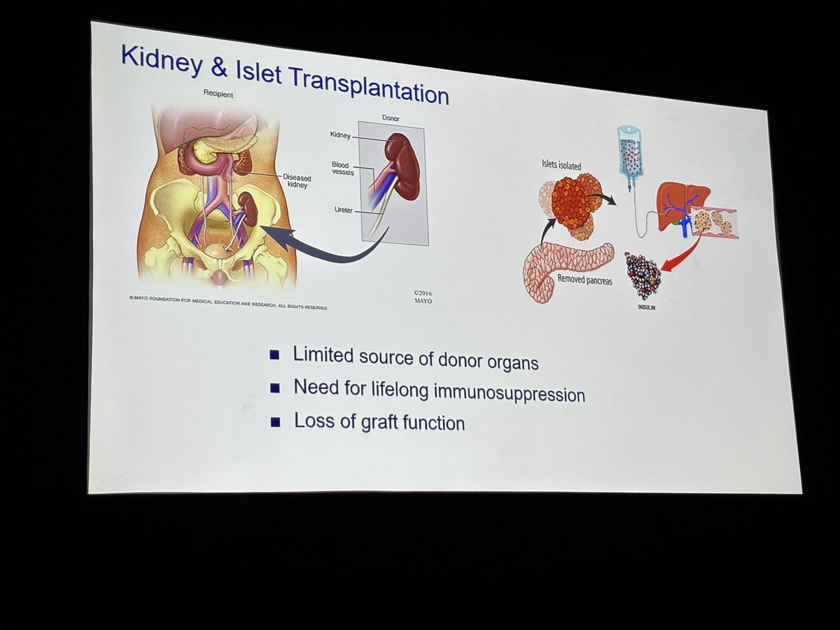 SFTfrancophone's tweet photo. Stem cells in rénal transplantation and beta cell replacement @Eka_Berishvili @ESOTtransplant @Olivier_Thaunat #Trepid #diabète @SFDiabete @ag_biomedecine https://t.co/svB8zwgRM0