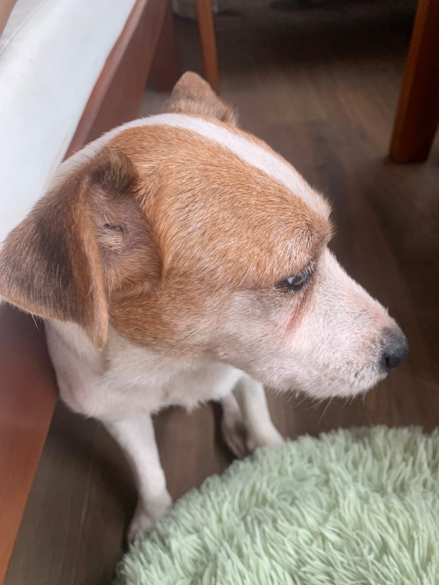 URGENT Lost dog around Camella Glenmont Subdivision, Sauyo, Quezon City

DM any sightings or info. Willing to offer REWARD IF FOUND (pls rt/share)