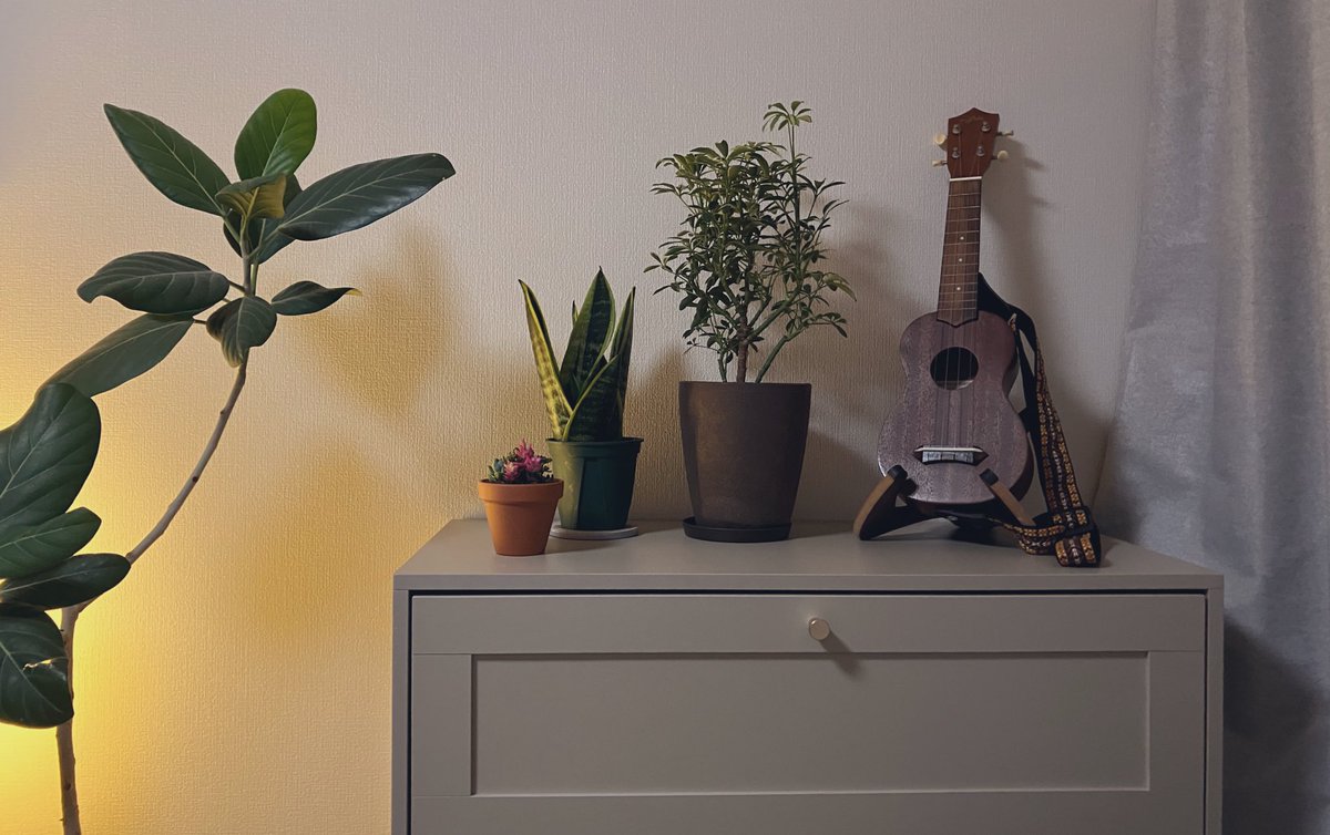 今日グリーンを衝動買いしたことで作りたい空間が完成しつつある