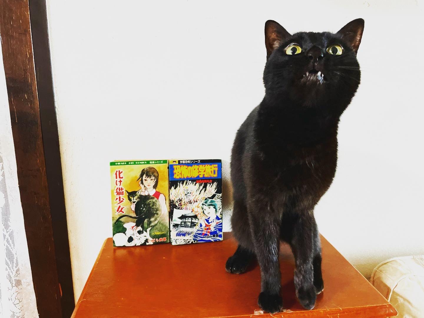 DOLK×Nova-doll】Cat A-type Vivi Green Ver. 世界20体限定