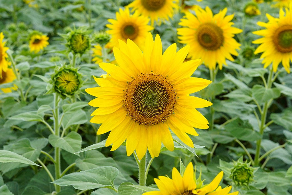 Watch sunflowers grow from seed to giants! birdsoutsidemywindow.org/2025/06/29/wat…