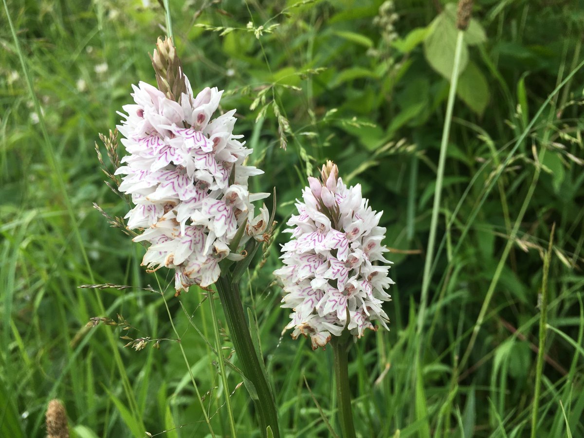 SavetheHellfire's tweet photo. Where others hurry past, the orchid lingers, teaching beauty in patience and stillness. #wildfowerhour #nature #biodiversityprotection #SaveTheHellfire https://t.co/wmuU51Oo57 https://t.co/YtHesj5Kik