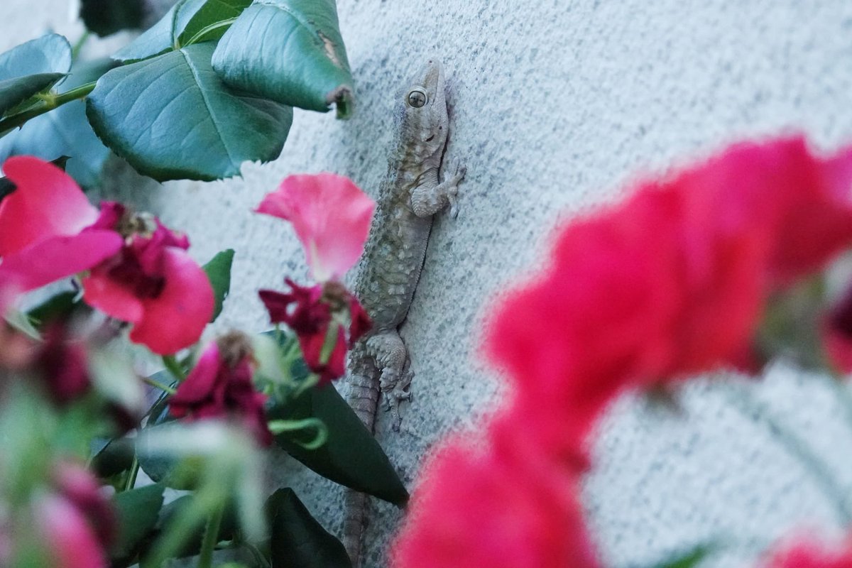 Eccoli che ritornano!
Nella Svizzera italiana è tempo di gechi 🦎 
Segnalaceli anche tu! 
Foto Ilaria Catteneo