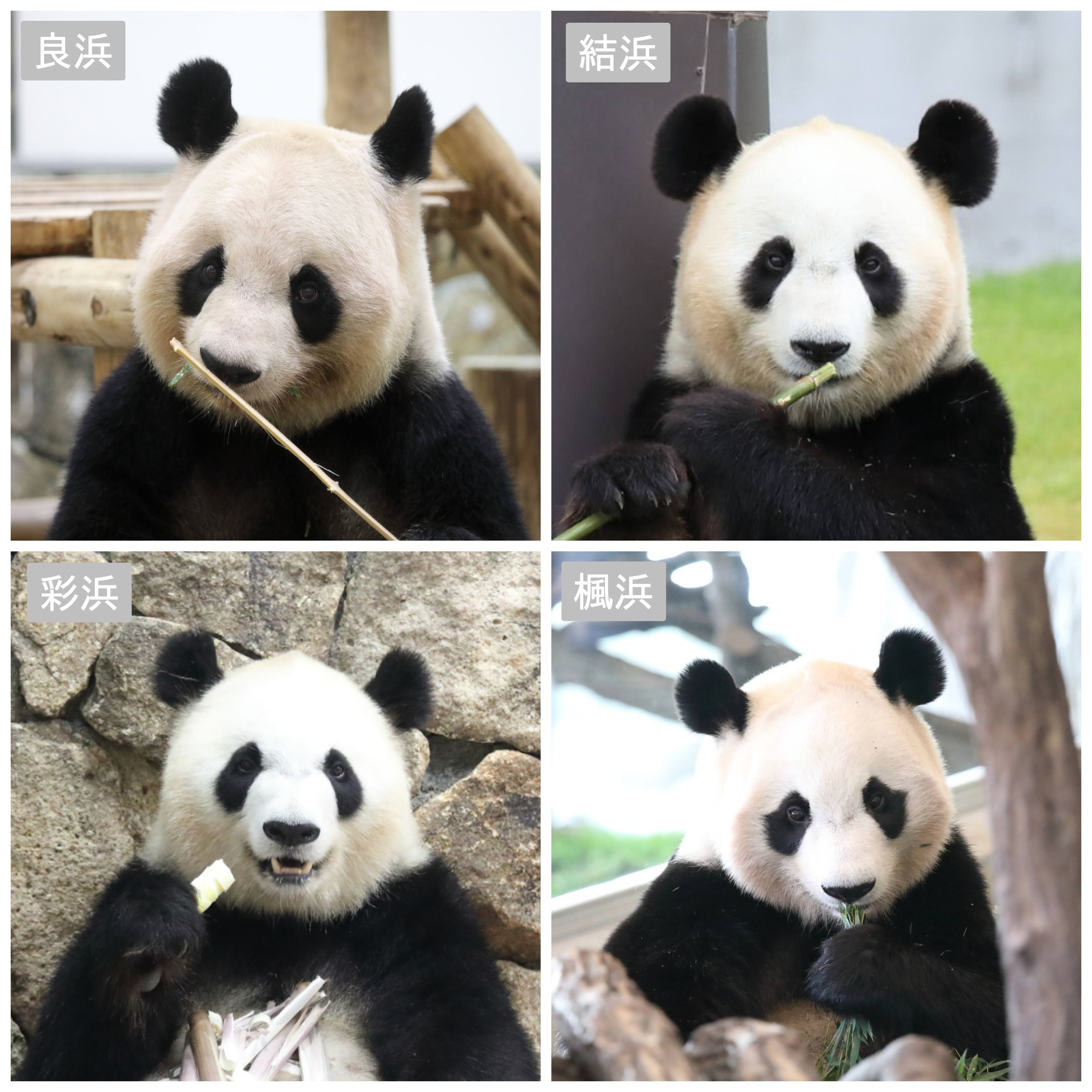 ありがとう！パンダファミリー「良浜」「結浜」「彩浜」「楓浜