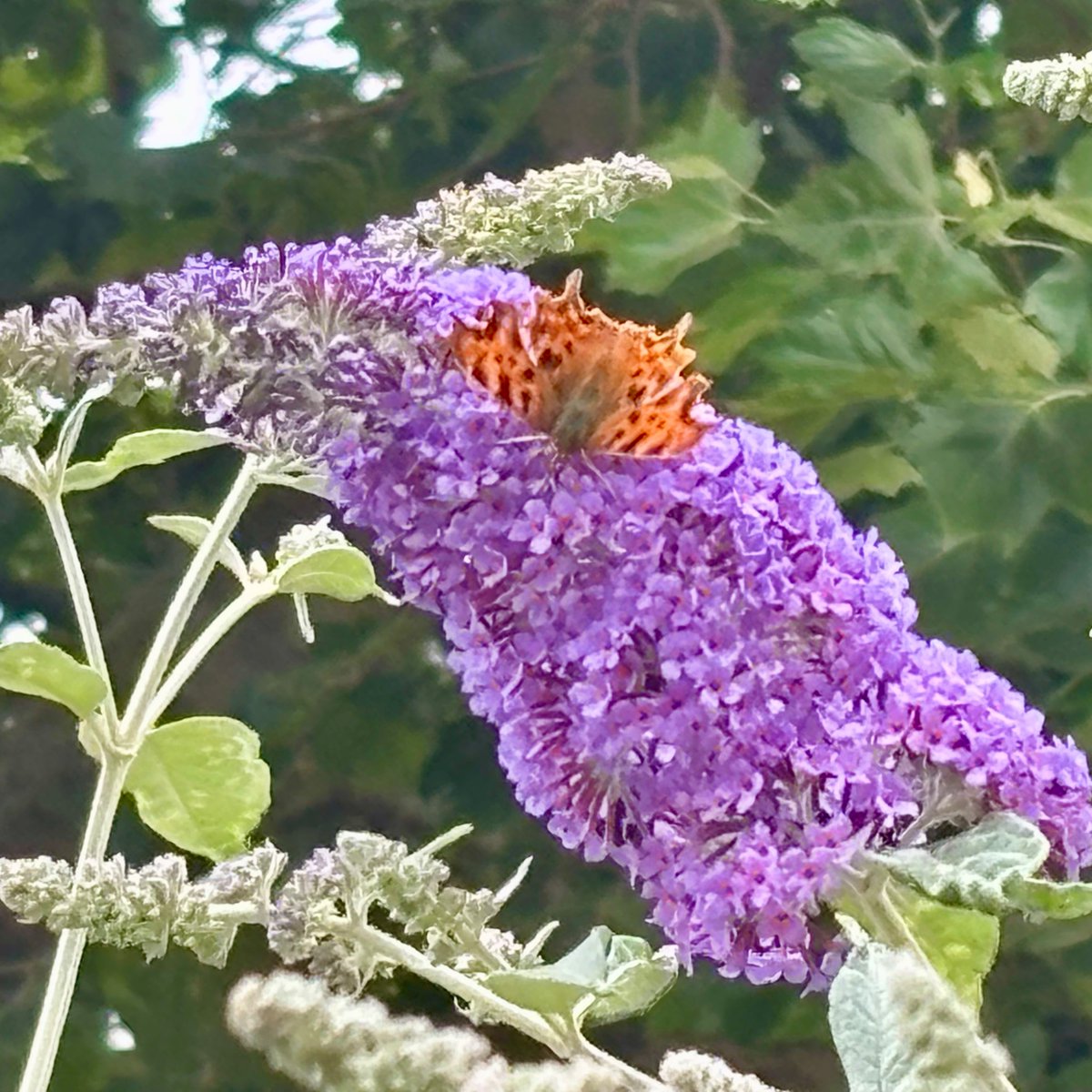SarahSeclusive's tweet photo. #butterfly #buddleia #ThePhotoHour @savebutterflies https://t.co/NXp23oI8VW