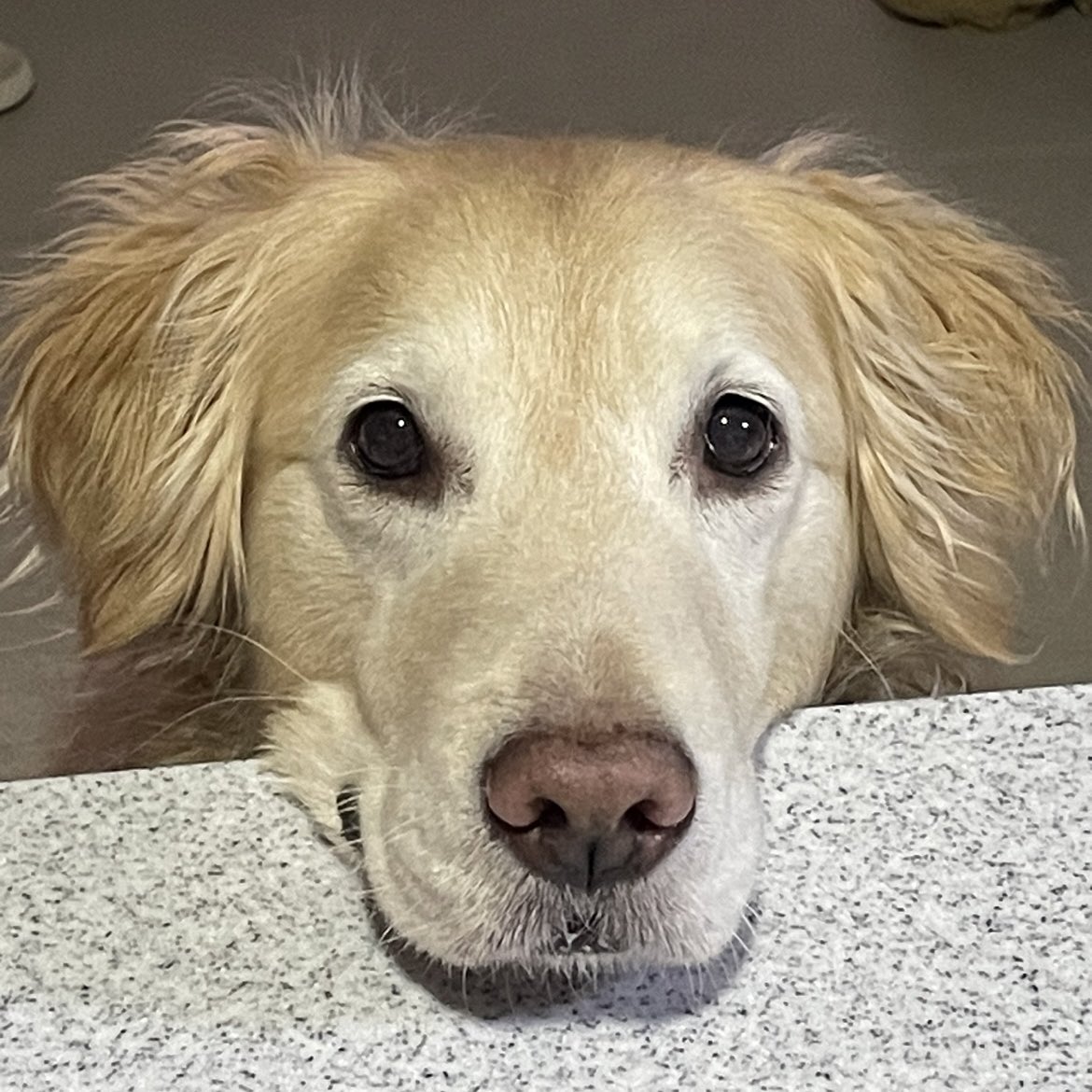 ruby_sm_'s tweet image. 비오면 살아나는 곱슬강아디