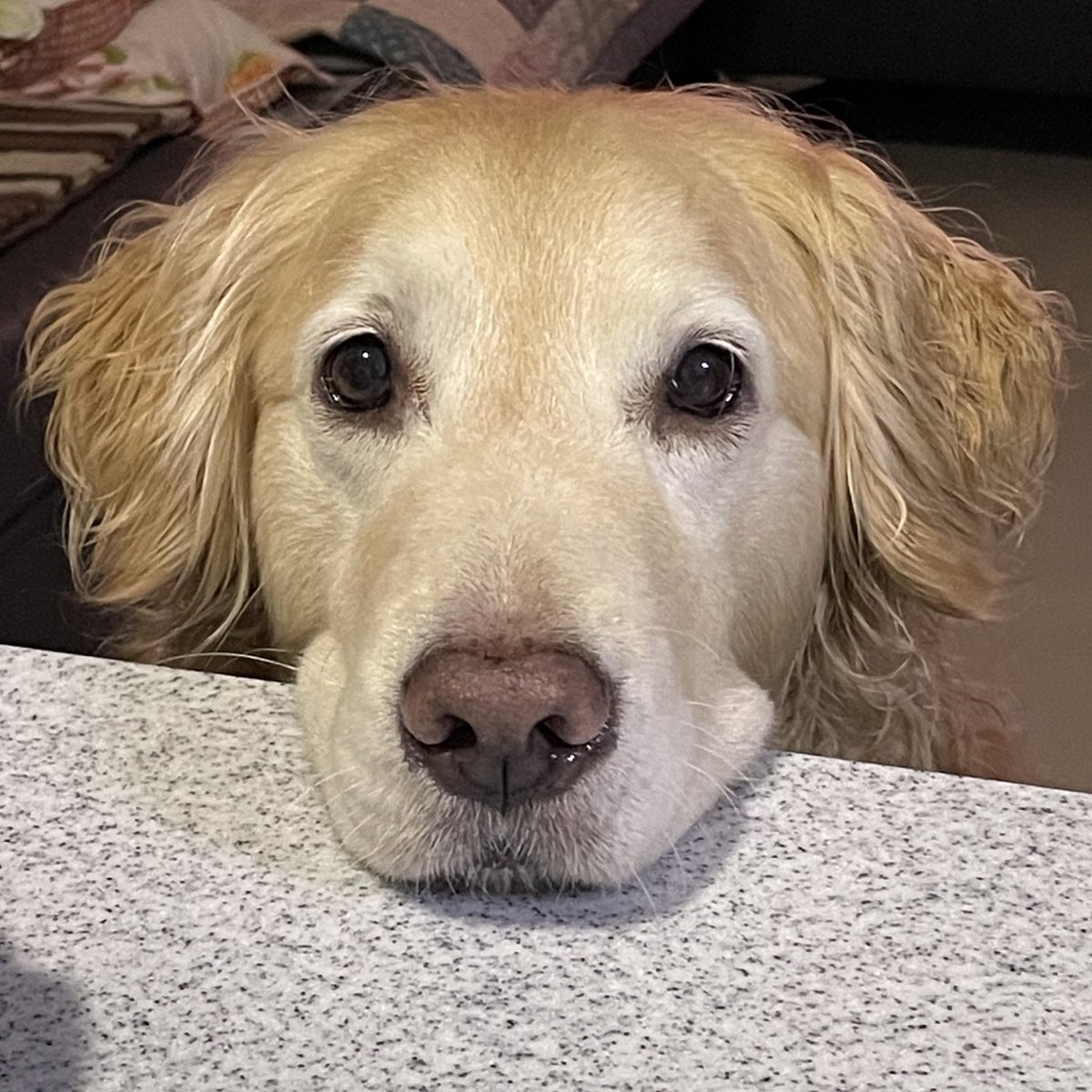 ruby_sm_'s tweet image. 비오면 살아나는 곱슬강아디