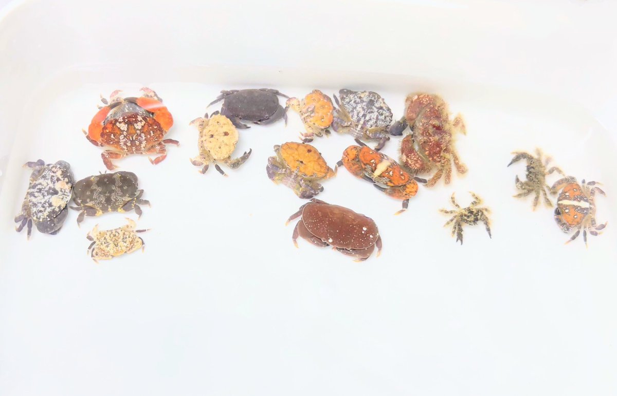 オウギガニ色々🦀
カラフルな宝石みたい