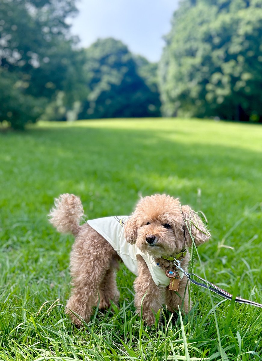 木陰で風もあると
過ごしやすいね🐶

#トイプードル 
#お散歩 
#公園