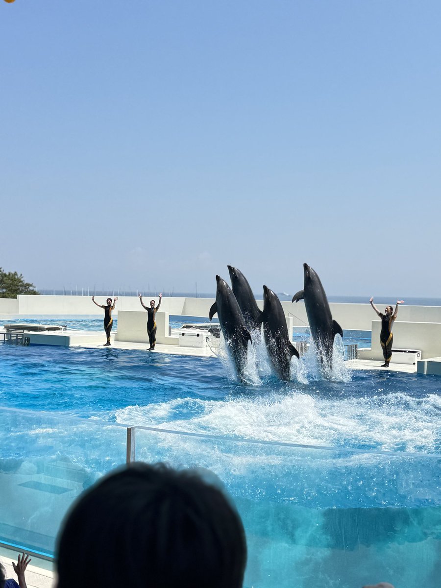 sa___eho's tweet photo. @Kobe_SumaSea 
須磨シーパラダイスのイルカショー、オルカしょーとても良かったです！
開園1年経過しても、どのショーも毎回満員で観覧制限があるのはすごいなーと思いました。👏
また行きたいです！ https://t.co/7CFRcdfqRX