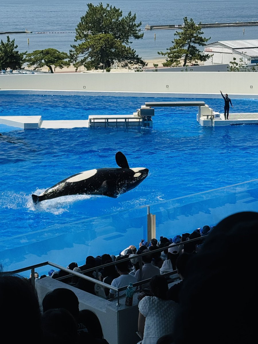 sa___eho's tweet photo. @Kobe_SumaSea 
須磨シーパラダイスのイルカショー、オルカしょーとても良かったです！
開園1年経過しても、どのショーも毎回満員で観覧制限があるのはすごいなーと思いました。👏
また行きたいです！ https://t.co/7CFRcdfqRX