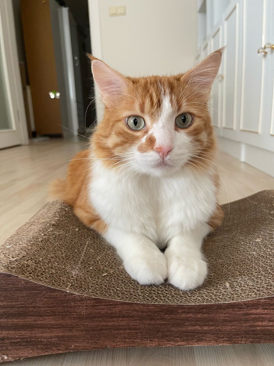 Minnoş Oğlan tweet media