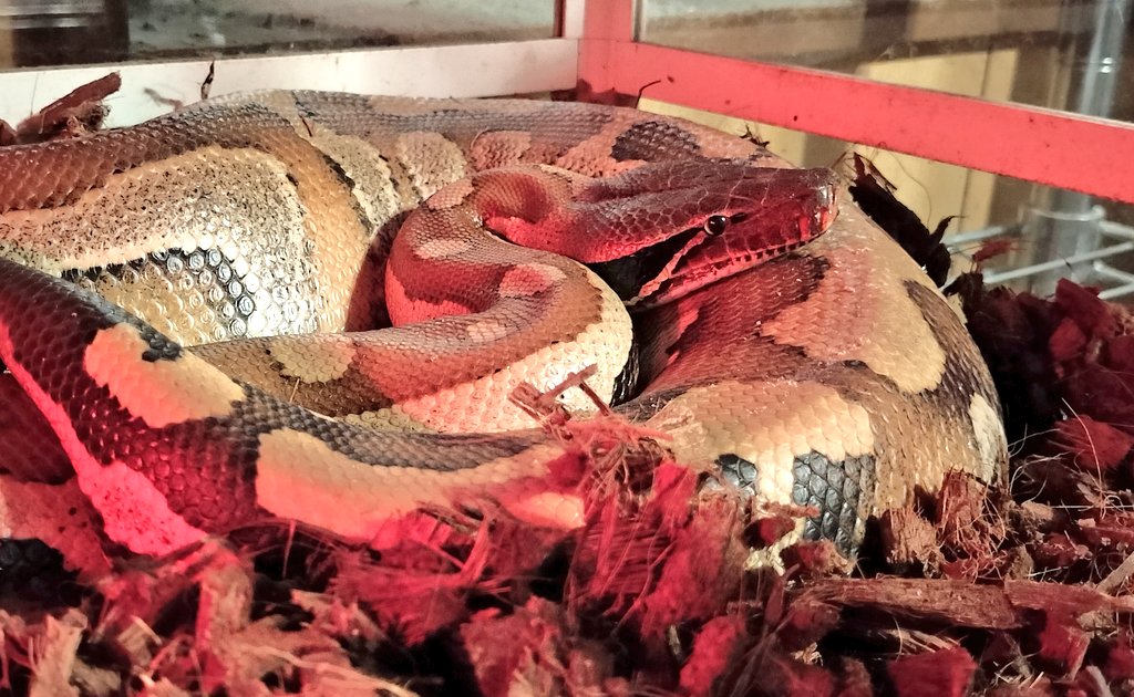 Venga 冷凍ラット ZOOE（ズーエ）冷凍ラット販売店 (@ZOOE_rat) / X