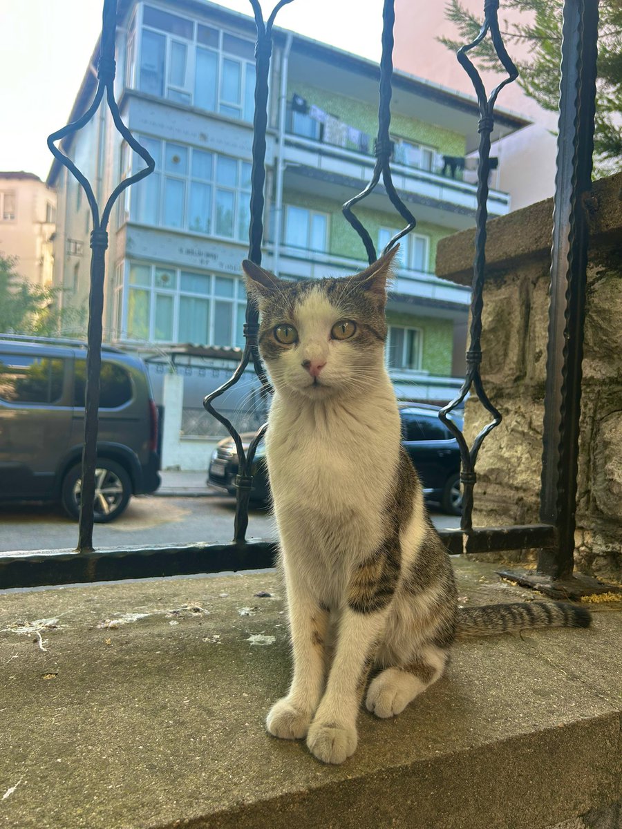 KIRKLARELİ VE ÇEVRE İLLER ACİL YUVA İLANI 💔
Girdiği yerlerden su ile kovuluyormuş ama durmadan içeri girmeye çalışıyor. Bulduğu her yumuşaklıkta uyumak istiyor. O kadar sevgi dolu ki gözümün önünde hiç olup gitmesini istemiyorum. 
DİŞİ KISIR BİR YAŞINDA LÜTFEN DERYA KIZIMA YUVA