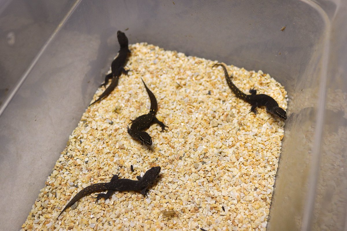 Ayumu (@g_starjeans55) on Twitter photo 