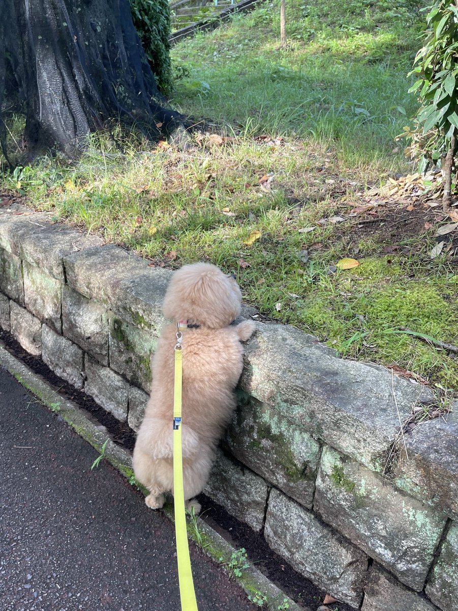 potechi_yade's tweet image. ﾈｯｺの気配..！！