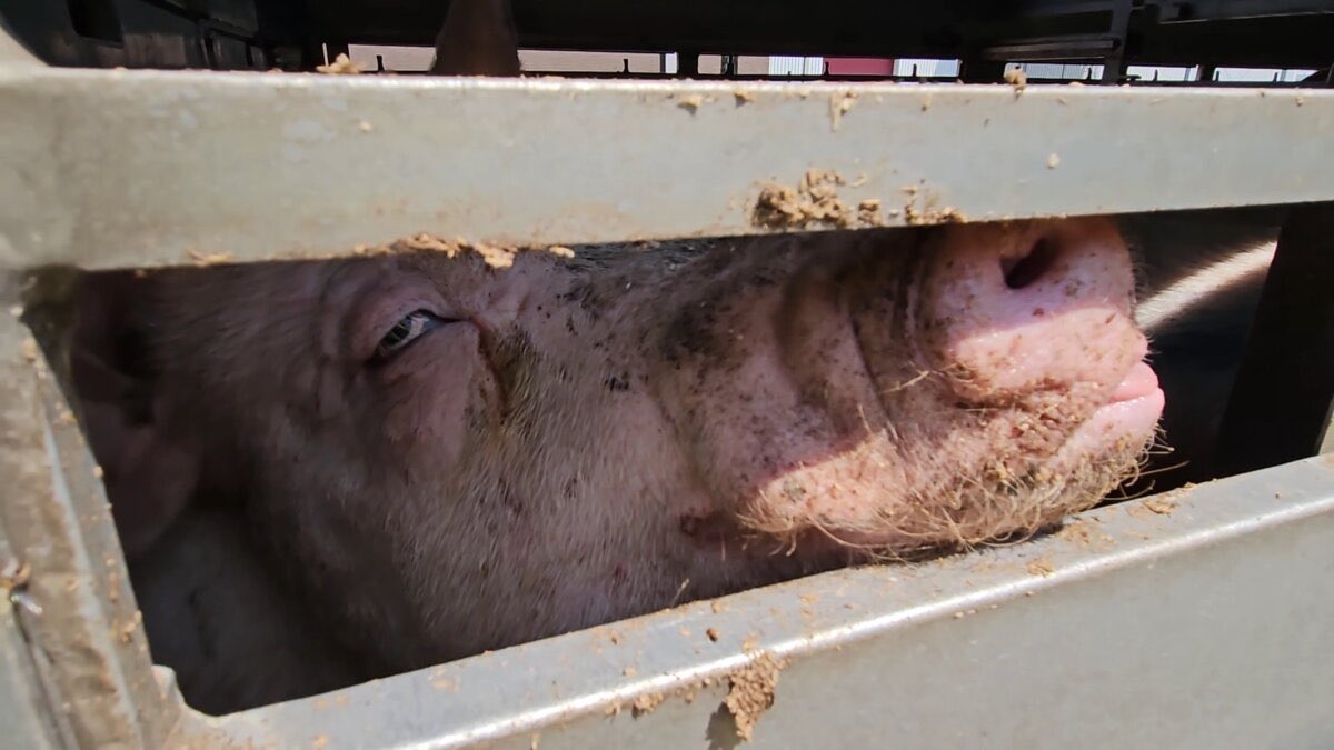 KarenSoeters's tweet photo. Oproep.
Bel 144 als dieren geen toegang tot water hebben OF zich niet kunnen onttrekken aan de zon. # wet Dieren. Bij symptomen hittestress is er al onnodig leed en is de wet al overtreden. https://t.co/GwsfWIEfSM