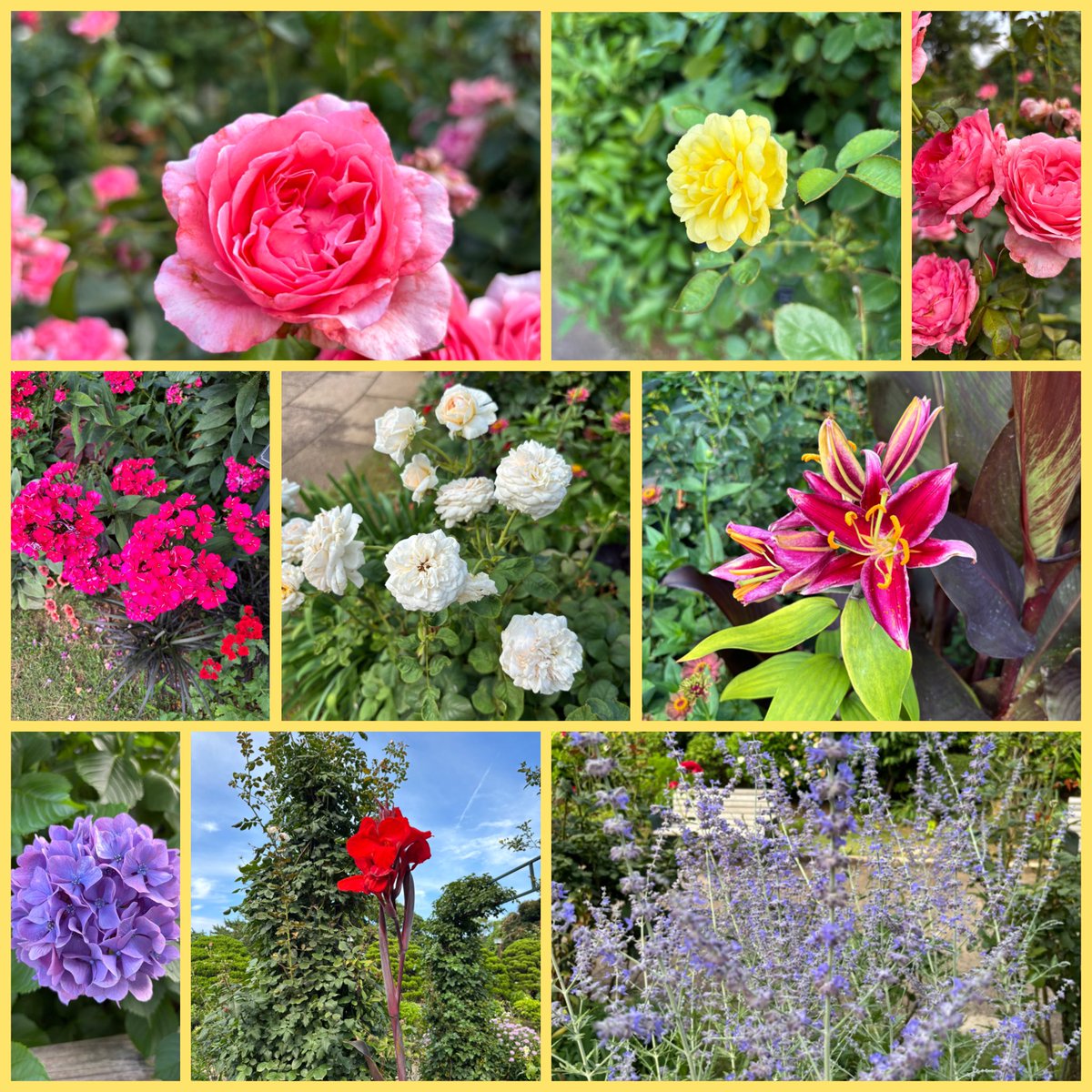 michiru_no_h's tweet image. お花、いっぱい撮ったよ💐🌷🌺