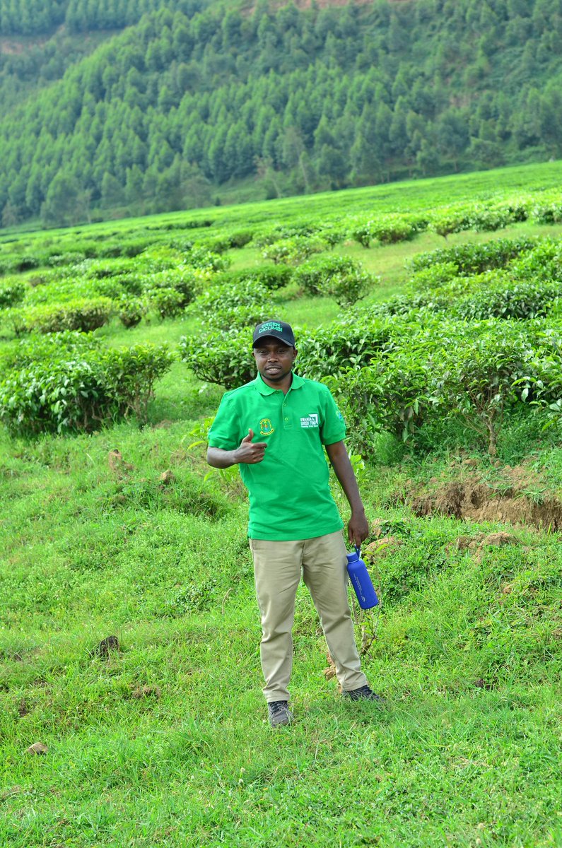 #KuMulindi 
UMULINDI WA BYUMBA 

- Indake ya CIC yabaye intsinzi
- Icyayi cyiza kdi kuva cyera
- Abakire n'abakungu

Ariko njye nkumbura uburyo <a href="/GreenGicumbi/">Green Gicumbi Project | Northern Rwanda</a> yateje imbere  Ibidukikije muri aka gace!

Environment is life!
