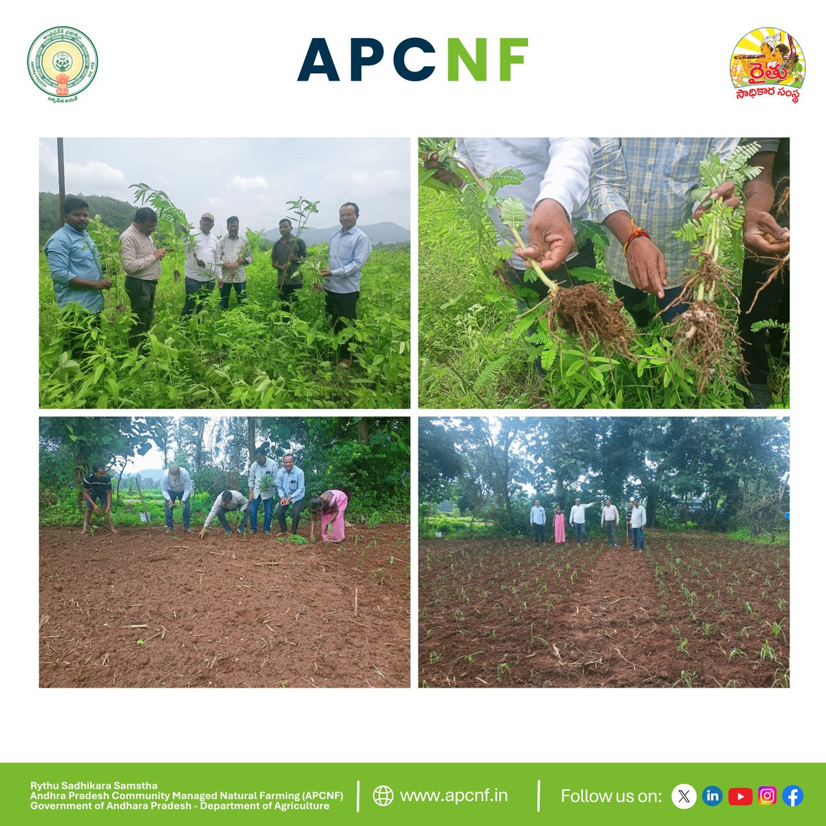 Andhra Pradesh Community-managed Natural Farming (@apzbnf) on Twitter photo 🌾 Our <a href="/APZBNF/">Andhra Pradesh Community-managed Natural Farming</a> Farmers in ASR District are Leading the Way!
In Podhili village, 21 farmers are cultivating a 21-acre PMDS block out of the village’s 30 acres — seeing clear results in better yields, effective weed control, and moisture retention.
🌱 Across Podhili and Arama, 🌾 Our <a href="/APZBNF/">Andhra Pradesh Community-managed Natural Farming</a> Farmers in ASR District are Leading the Way!
In Podhili village, 21 farmers are cultivating a 21-acre PMDS block out of the village’s 30 acres — seeing clear results in better yields, effective weed control, and moisture retention.
🌱 Across Podhili and Arama,