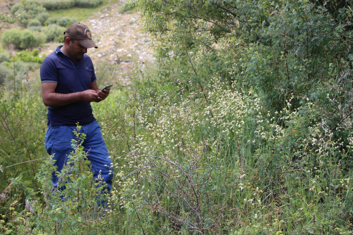 Botanizing in the Eastern Hindu Kush, Chitral documenting rare and endemic flora thriving in high alpine zones. Each step reveals nature’s hidden treasures and urgent conservation needs. #Chitral #HinduKush #Botany #RarePlants #Fieldwork #NTFP