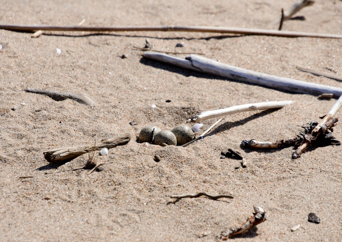 Upes tārtiņš. Mangaļsala, 28.06.2025.
#putni #daba #Latvija #putnuvērošana #birds #littleringedplower #Latvia #nature