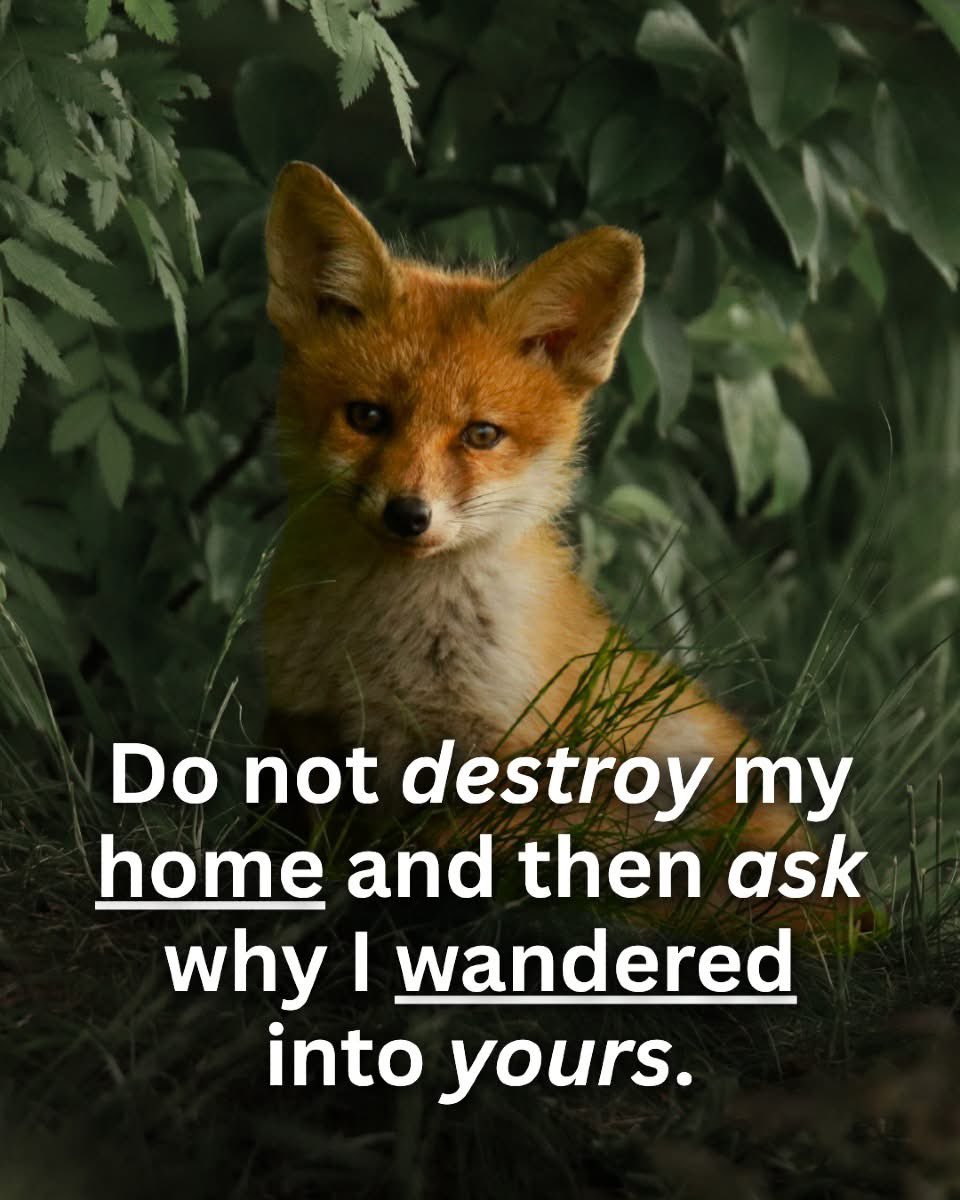 Protect the Wild (@protectthewild_) on Twitter photo  Protect the Wild (@protectthewild_) on Twitter photo