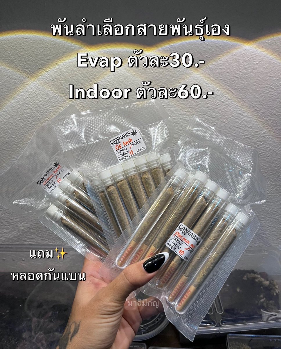 เลือกฟิลได้ตามใจชอบsativa/indica🌙
กลางวัน☀️กลางคืน🌑
มีให้เลือกหลายหลายสายพันธุ์ ทักมาสอบถามก่อนได้ค่า💚

#พันลำ #มาลีมีกัญ 

#กัญชา #กทม  #เรียลหญิง #พันลำกัญชา #เชียงใหม่ #กัญชาog #กัญชาพิษณุโลก #พิษณุโลก #มอนอ #พิดโลก #กัญชาพันลำ