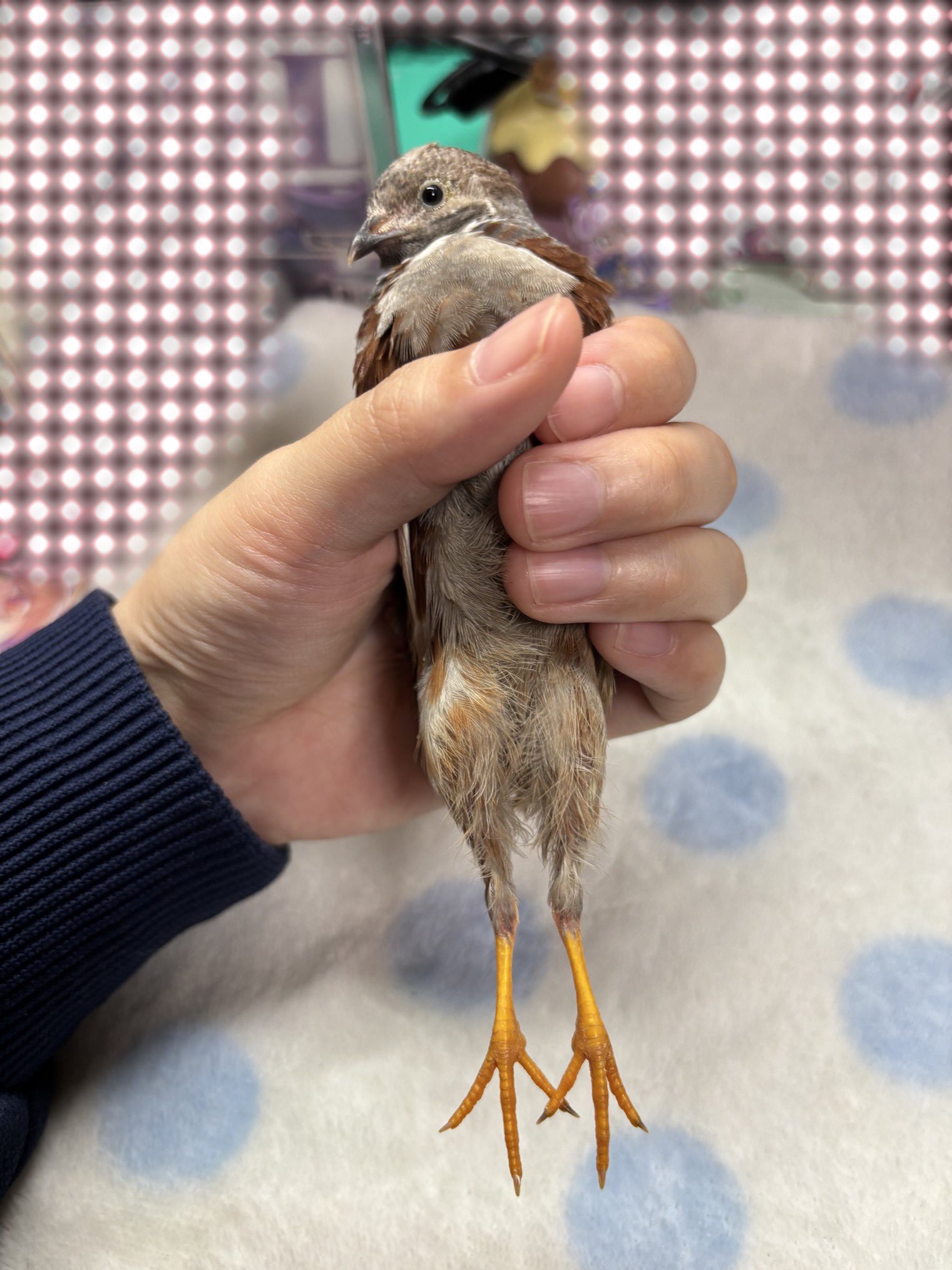 ひめうずら研究室 成鳥用配合飼料 4kg 鳥 餌 ヒメウズラ