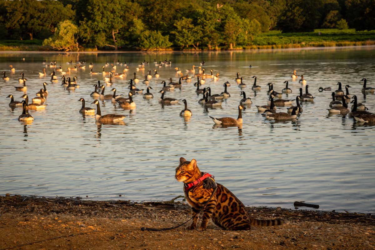 Good morning! 😊

The things you see in Richmond Park at 5am in the morning.🐈😳