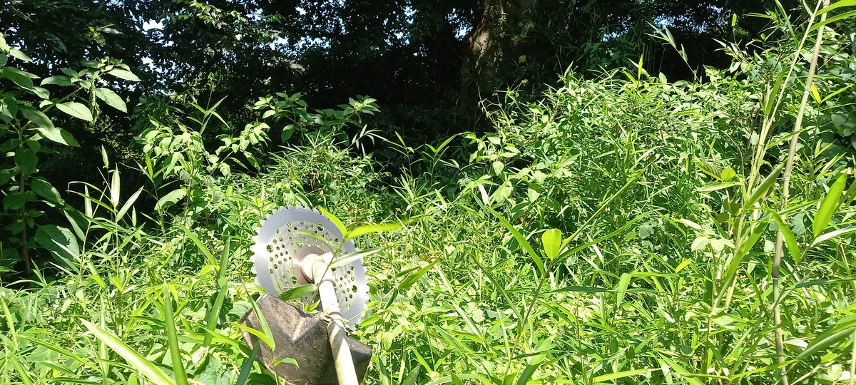 土日フルで朝から晩まで
草を刈り続けているが先がみえん…
＿: ( _๑´д`) :_ﾂ.ﾂｶﾚﾀ…

#草刈り
#釣り行きてー