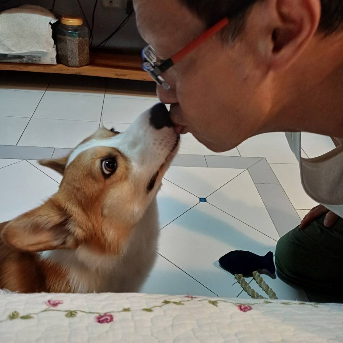 I love you kiss . #Corgi #CorgiCrew #CorgiFanCam