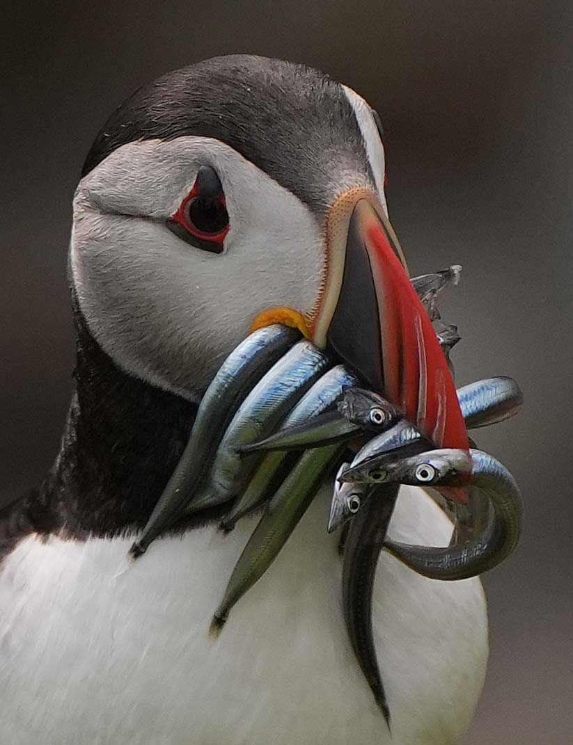 #Puffins on Great Saltee Island off Co #Wexford, one of Ireland's major bird sanctuaries, home to puffins, gannets, guillemots, razorbills, cormorants, great black-backed gulls, kittiwakes and manx shearwaters.