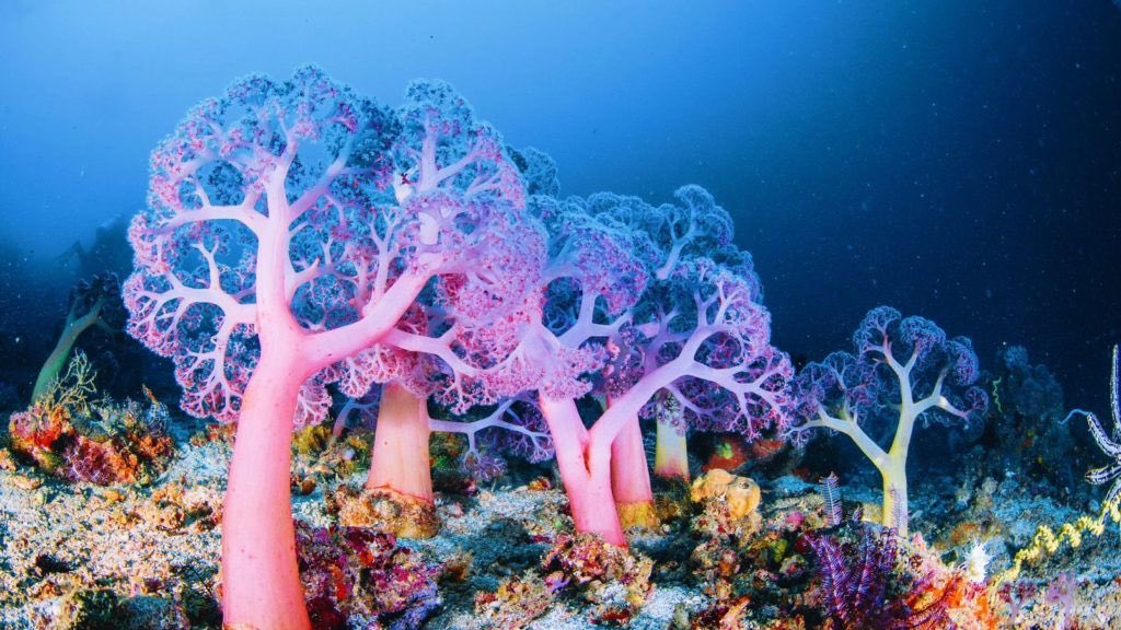 CyprusinUN's tweet image. 🌊 At 35th mtg #SPLOS, #Cyprus:
🔸Reaffirmed commitment to #UNCLOS &support to #ISA
🔸Recalled that the Area is common heritage of humankind
🔸Called for precautionary pause on deep sea mining activities until robust regulatory framework ensures protection to marine #environment