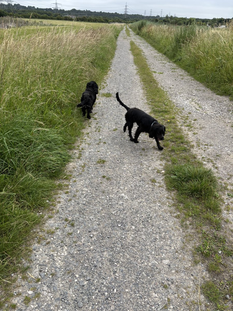 Early walk with Bonnie&amp;bess