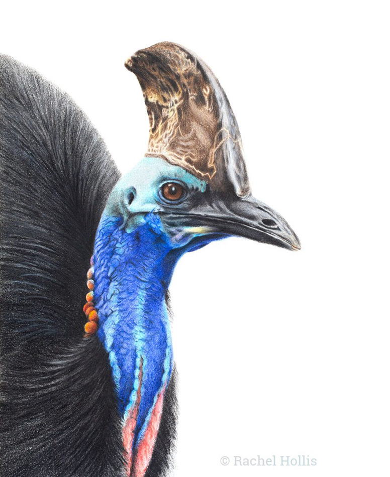 It's an amazing experience to see a Cassowary in the tropical rainforests of Far North Queensland! #cassowary #birdillustration #birddrawing