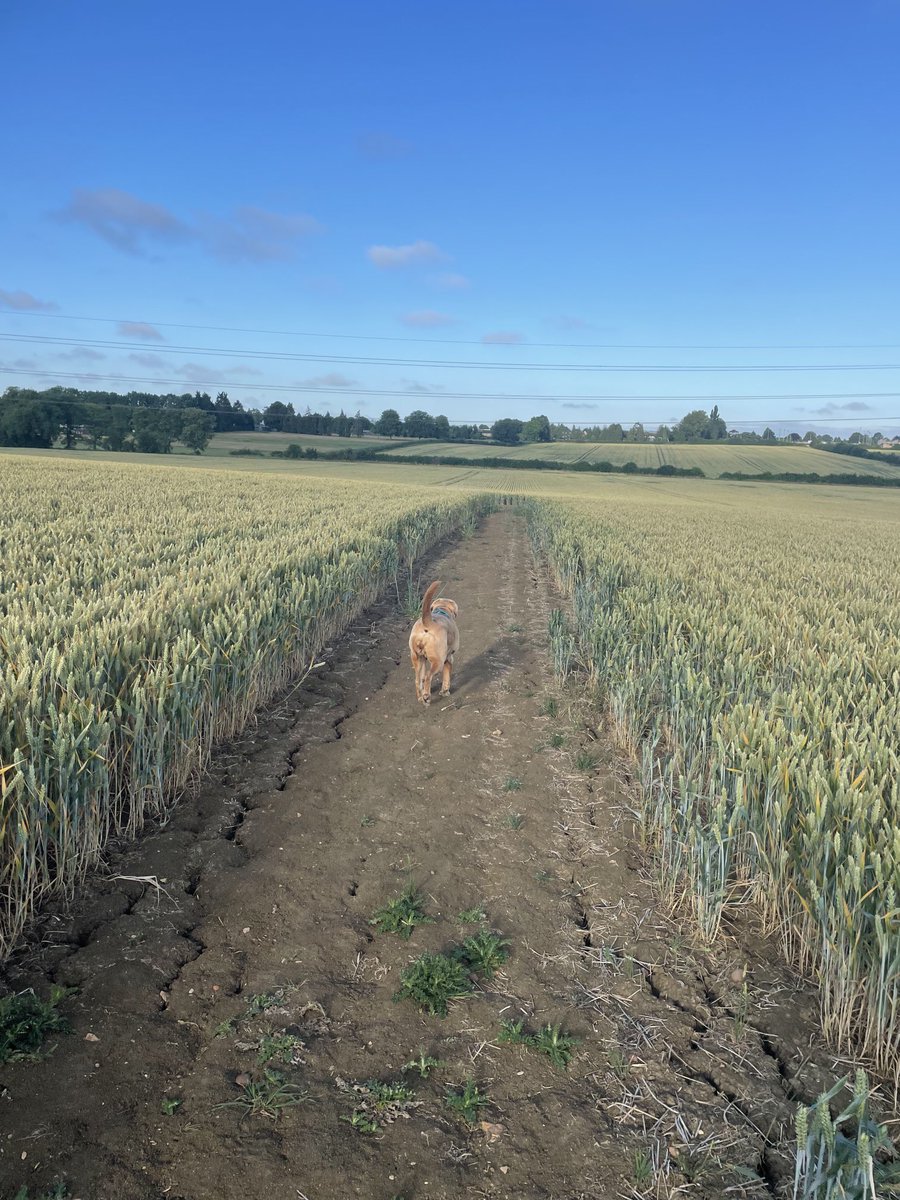 Up 5.30 to take child 2 to a school thing so before it got too hot, did the dog walk. Best time of the day