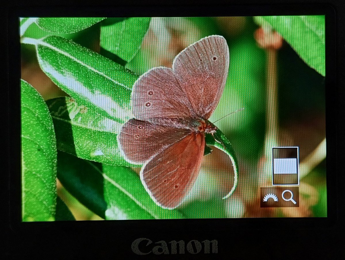 Marc Heath (@marcheathym007) on Twitter photo Nice to find at least 7 Ringlet on the Downs this morning below Bishopstone Lane car park. The first I've seen in this area for c25 years of visiting. <a href="/savebutterflies/">Butterfly Conservation 🦋</a> #UKwildlife Nice to find at least 7 Ringlet on the Downs this morning below Bishopstone Lane car park. The first I've seen in this area for c25 years of visiting. <a href="/savebutterflies/">Butterfly Conservation 🦋</a> #UKwildlife