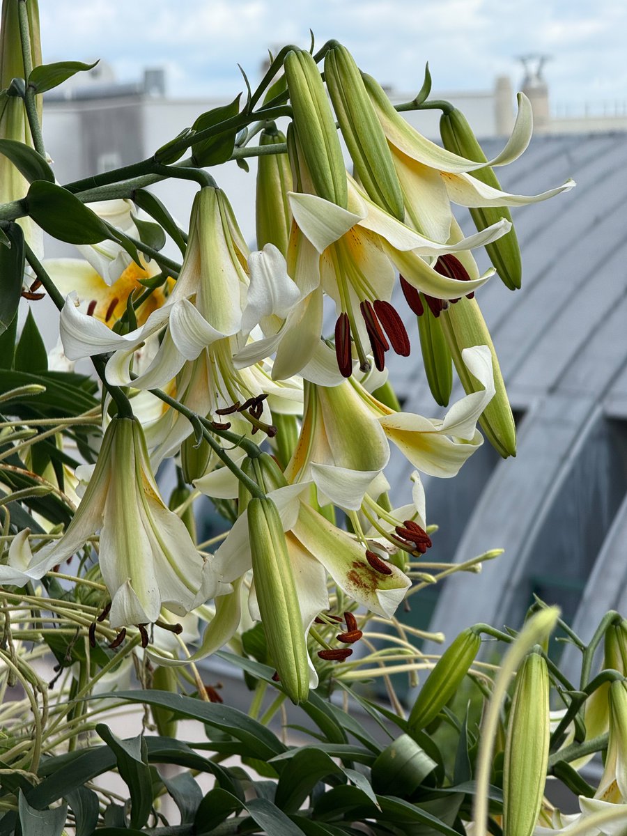 alaindelavie's tweet photo. Les bouquets de fleurs de mes lis ‘Mister Cas’ #fleurs #bulbe #balcon #été #lis #Paris 
https://t.co/z1dbZWXkGx https://t.co/AksIsCbqva