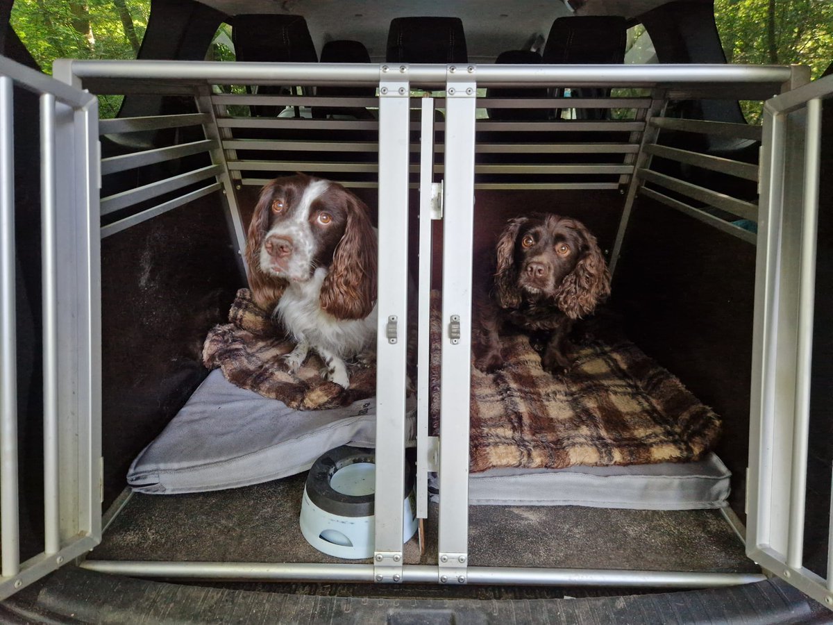 Kees Tinga (@keestingeling) on Twitter photo Vanwege de warmte vanmorgen een vroege wandeling door het Amsterdamse Bos...... de rest van de dag doen we niet veel meer 🥵😎☀️#WorkingCockerSpaniel #Kes #Otter <a href="/irmavanhoeven/">Irma van Hoeven</a> Vanwege de warmte vanmorgen een vroege wandeling door het Amsterdamse Bos...... de rest van de dag doen we niet veel meer 🥵😎☀️#WorkingCockerSpaniel #Kes #Otter <a href="/irmavanhoeven/">Irma van Hoeven</a>