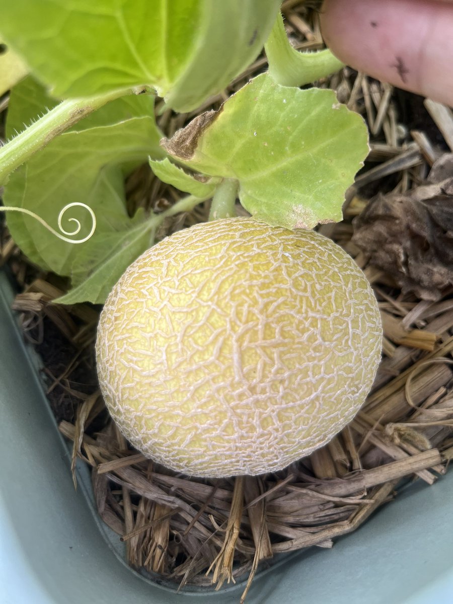 メロンー！
自然に落ちる完熟目指します！