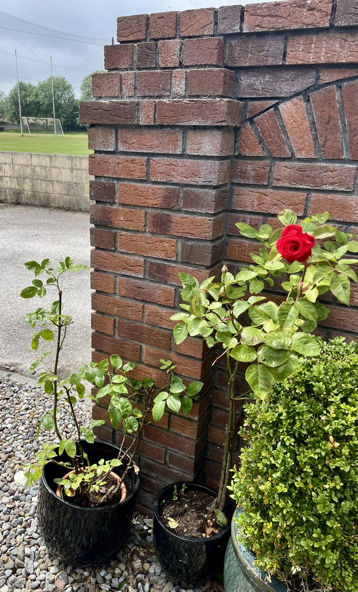 Called to the Mother this morning and she reckons the omens are good for Cork hurling  this summer. Her theory: the last time these red and white roses flowered together at the same time in the back of the home place was 2005🙏🙌🇮🇩 #isfadaanturaséóFigigoCorcaigh