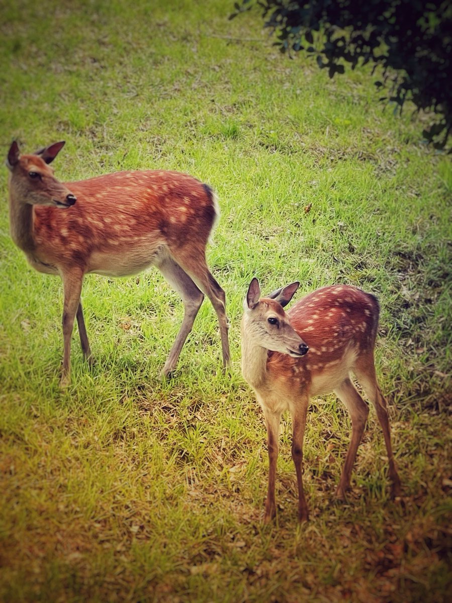 ✨✨✨皆さん✨✨✨
お疲れ様です

普段はゴルフに集中しがちですが、今日は鹿たちのおかげで、より一層自然を満喫し、心穏やかにプレーできました。こんな素敵な経験ができるのも、ゴルフの醍醐味ですね🏌️‍♀️