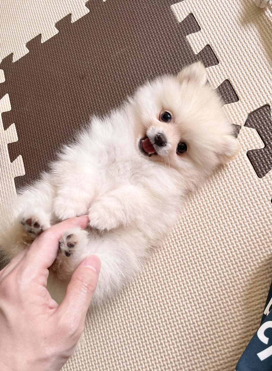 2022.6
ニコニコしながらモフモフされているボク🐻‍❄️🐾

#ポメラニアン #wanko #パピー期