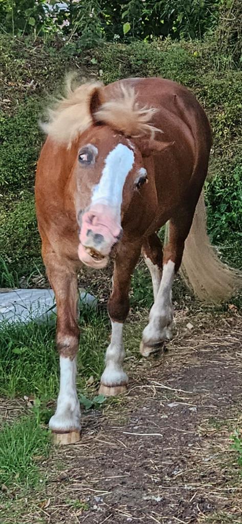 Think my pony is off to score a bag of ket at #Glastonbury to be honest