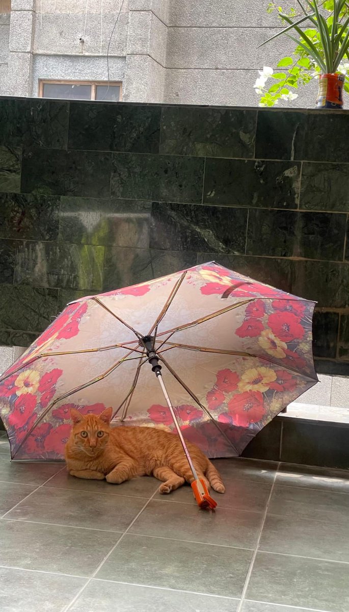 The monsoon has officially hit Delhi. My cat is prepared! 
Bring on the rains...
#CatsOfX #Monsoon2025 #sundayvibes