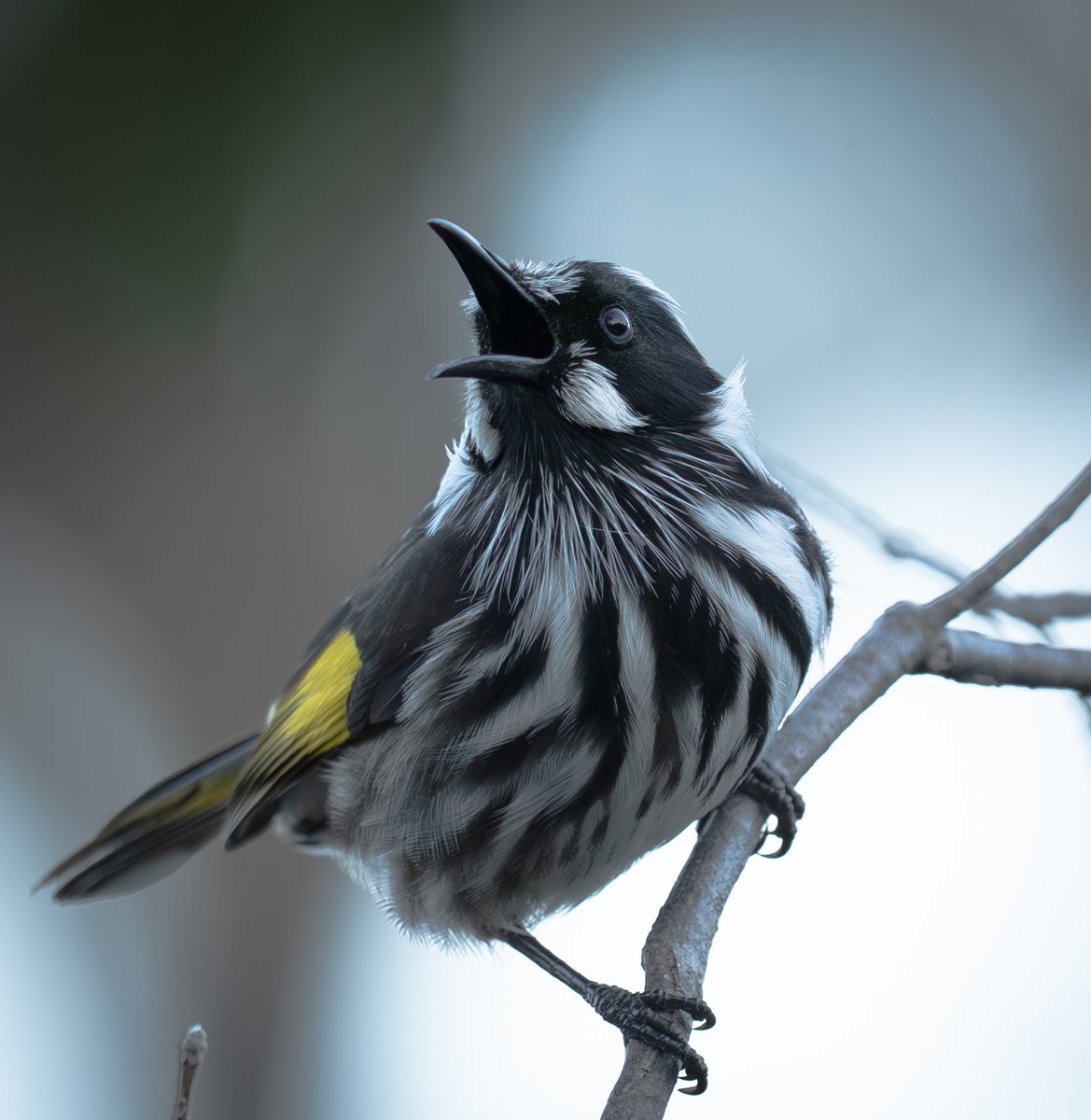ThingsCanberra's tweet image. New Holland honeyeater - Botanic Gardens, this afrternoon