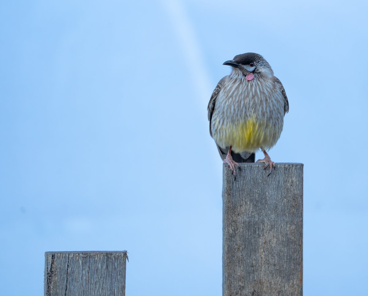 ThingsCanberra's tweet image. Red wattlebird - Botanic Gardens