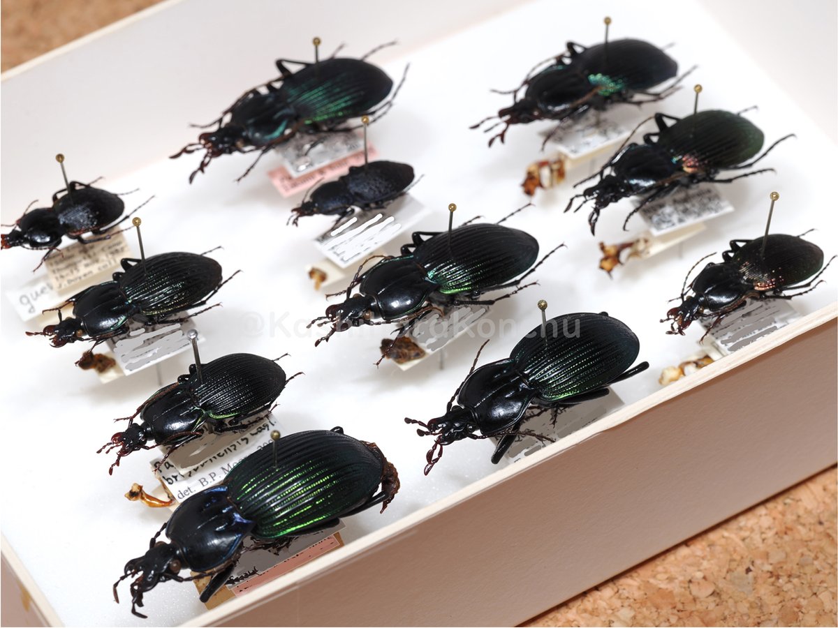 昆虫標本 オサムシ 北海道のオサムシ図鑑のレビュー。マニア向けだが持っておいて損はない