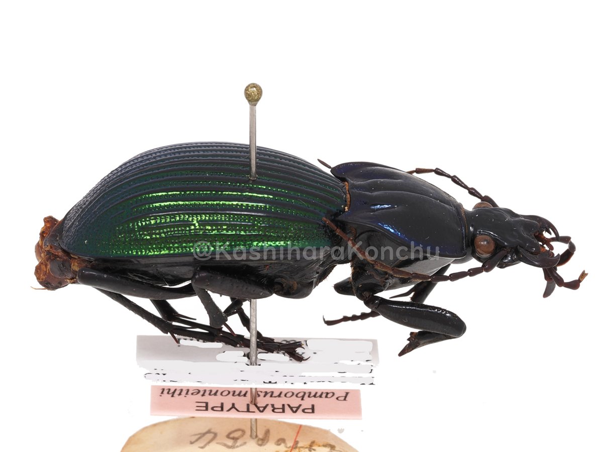 超激レアなオサムシ、展示します！】 世界に20種ほどしかおらず、国内